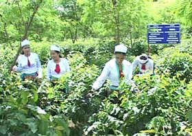 Cây cà phê phát triển trên vùng cao Lạc Sơn.